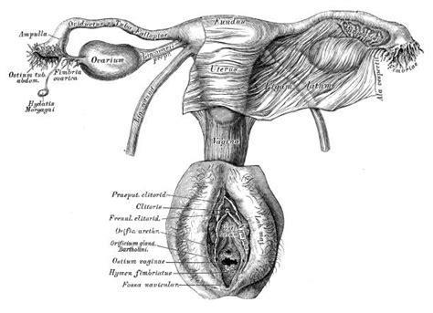 Partes Del Cuerpo En Ingles Vectores Libres De Derechos Istock