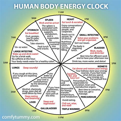 infographic explore  human body energy clock energy medicine body energy holistic health