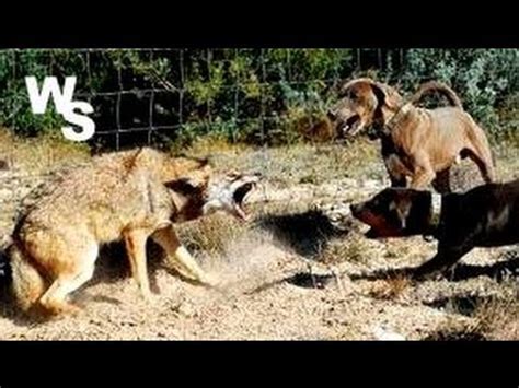 coyotes attack dogs