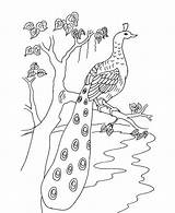 Peacock Coloring Pages Kids Printable Bird Drawing Realistic Peacocks Print Birds Worksheets Worksheet Color Crafts Animal Easy Step Sheets Beautiful sketch template