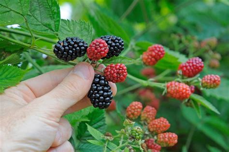 how to grow blackberries in pictures bbc