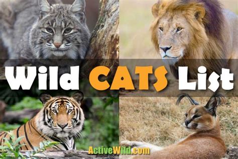 wild cats list with pictures and facts a guide to all wild cats species