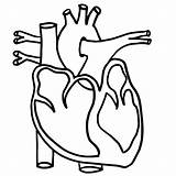 Lungs Drawing Outline Clipartmag Circulatory Anatomically Grade Webstockreview Corazón Labeling sketch template