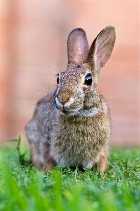 rabbit description species facts britannica
