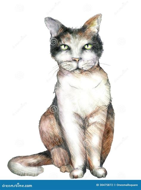 cat illustration stock photography image