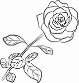 Outline Rose Plant Flower Outlines Drawing Stem Coloring Clipartmag Getdrawings Clip sketch template