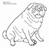 Pug Dog Coloring Pages Color Own Sitting Line Index sketch template