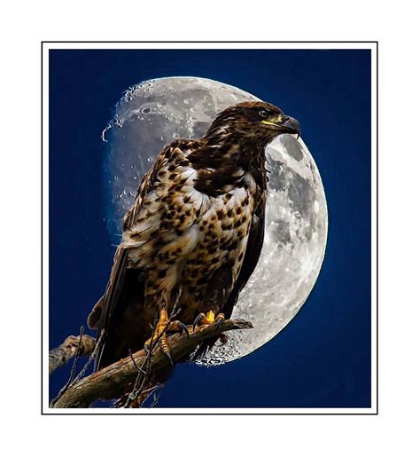 night eagle photograph  ed dawson