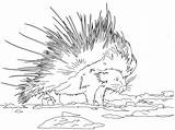 Porcupine Coloring Pages Ages Supercoloring Via sketch template