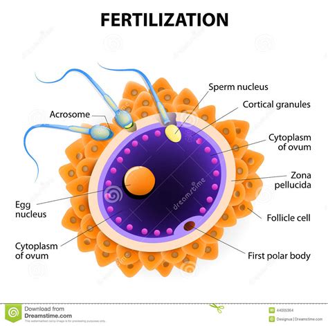 fertilization penetration sperm cell of the egg stock vector