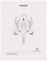 Uterus Evolution sketch template