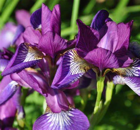 dogs   garden   grow siberian iris
