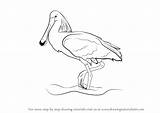Spoonbill Draw Drawing Step Robin Birds Tutorials Drawingtutorials101 sketch template
