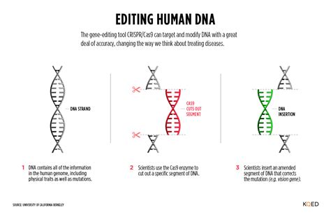 explainer  crisprcas advance   gene editing significantly  precise kqed