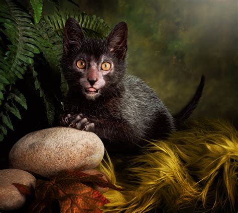 this cat looks just like a werewolf and it s here to haunt your dreams