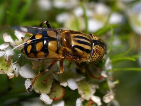 native drone fly eristalinus punctulatus