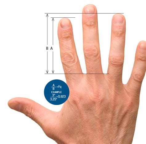 finger length predicts health  behavior discover magazine