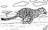 Cheetah Kleurplaten Coloring4free Savanna Kleurplaat Leopardos sketch template