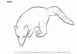 Coati Draw Drawing Ring Tailed Step Animals Adding Simply Complete Figure Details Some sketch template