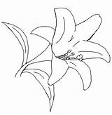 Calla Lily Coloring Pages Getcolorings Printable sketch template