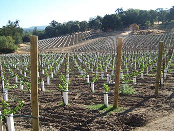 growing concord grapes preparing  vineyard   planting season