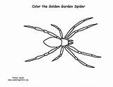 Spider Garden Coloring Golden sketch template