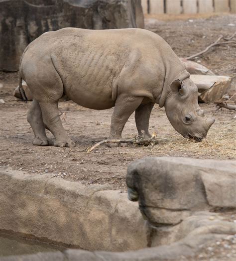 buffalo zoo welcomes rhino  cleveland metroparks zoo