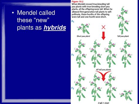 Ppt Mendel And Meiosis Powerpoint Presentation Free Download Id 4601680