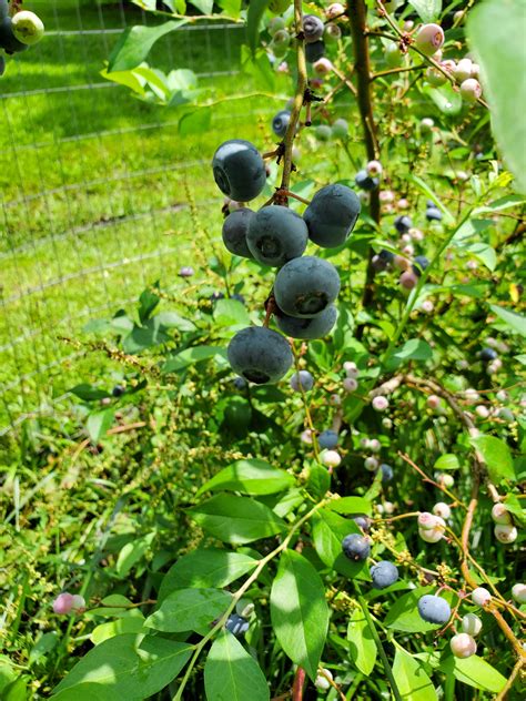 growing blueberries  natural plant nursery berries forum  permies