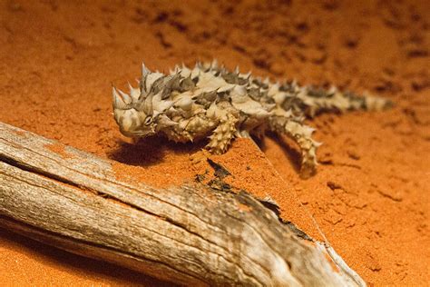 thorny devil lizard photograph  douglas barnard pixels