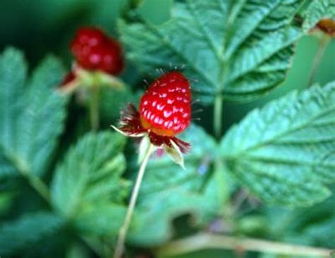 Benefits Of Red Raspberry Leaf Organic Tea Woman