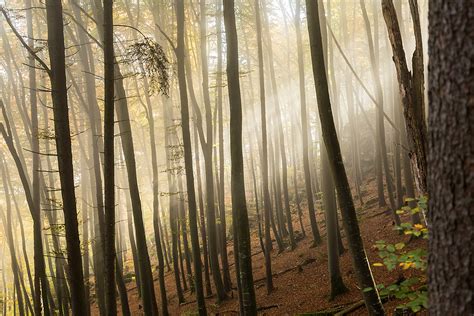 nebel im buchenwald foto and bild jahreszeiten herbst