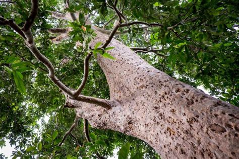 arjun tree bark benefits