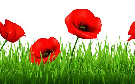 ideas  coloring poppy flower clipart