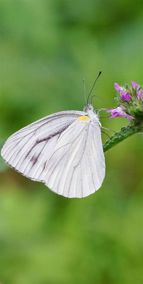 lovely white butterfly  wild animals