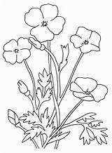 Coloring Remembrance Poppy Popular sketch template