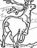 Caribou Coloring Animals Pages sketch template