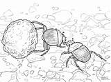 Beetle Coloring Dung Beetles Pages Printable Color Sketch Drawing Coloringbay Designlooter Template sketch template