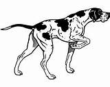 Dog Coon Coonhound Drawing English American Getdrawings sketch template