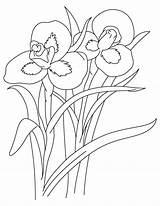 Iris Flower Coloring Tall Pages sketch template
