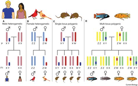 polygenic sex determination current biology