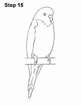 Budgie Parakeet Bird Wellensittich Budgerigar How2drawanimals Budgies Zeichnen Parrots Papagei Skizzen Parrot sketch template