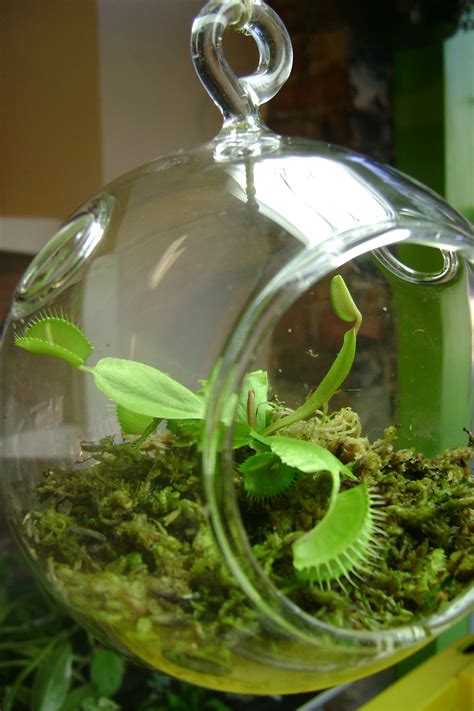 Venus Flytrap Terrarium Cute Office Desk Plants And Planters From