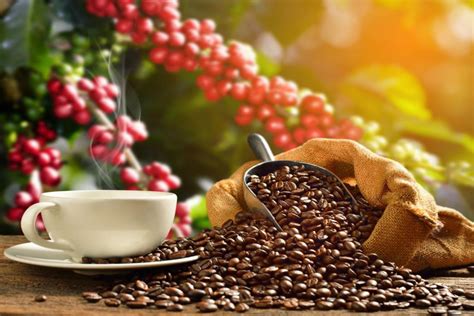 los  tipos de cafe  sus caracteristicas  beneficios inagro peru