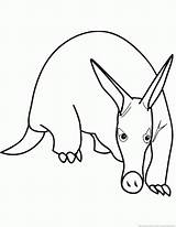 Hormiguero Cerdo Anteater Animales Template sketch template