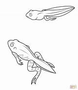 Coloring Froglet Tadpole Pages Printable Pluspng Frogs Frog Color Und Klick Bild Das Drawing Collection Supercoloring Sheets Ausmalbild Polliwog Choose sketch template