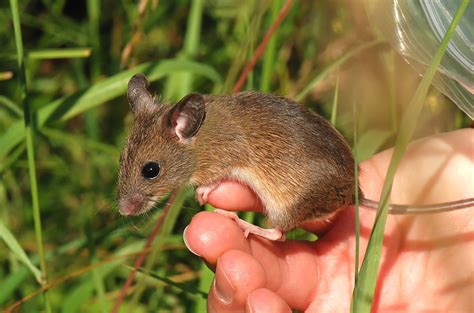 harvest mice in the marsh east keswick wildlife trust