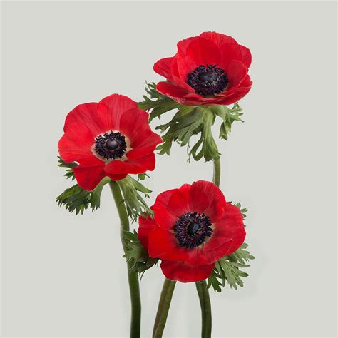 red anemones red anemone anemone red flowers