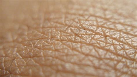 human skin  evolved    durable  flexible