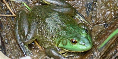 american bullfrogs  vancouver island  eradication  hunter
